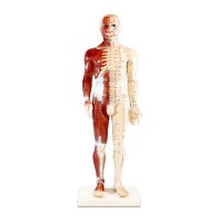 Modèle anatomique du corps humain masculin 60 cm